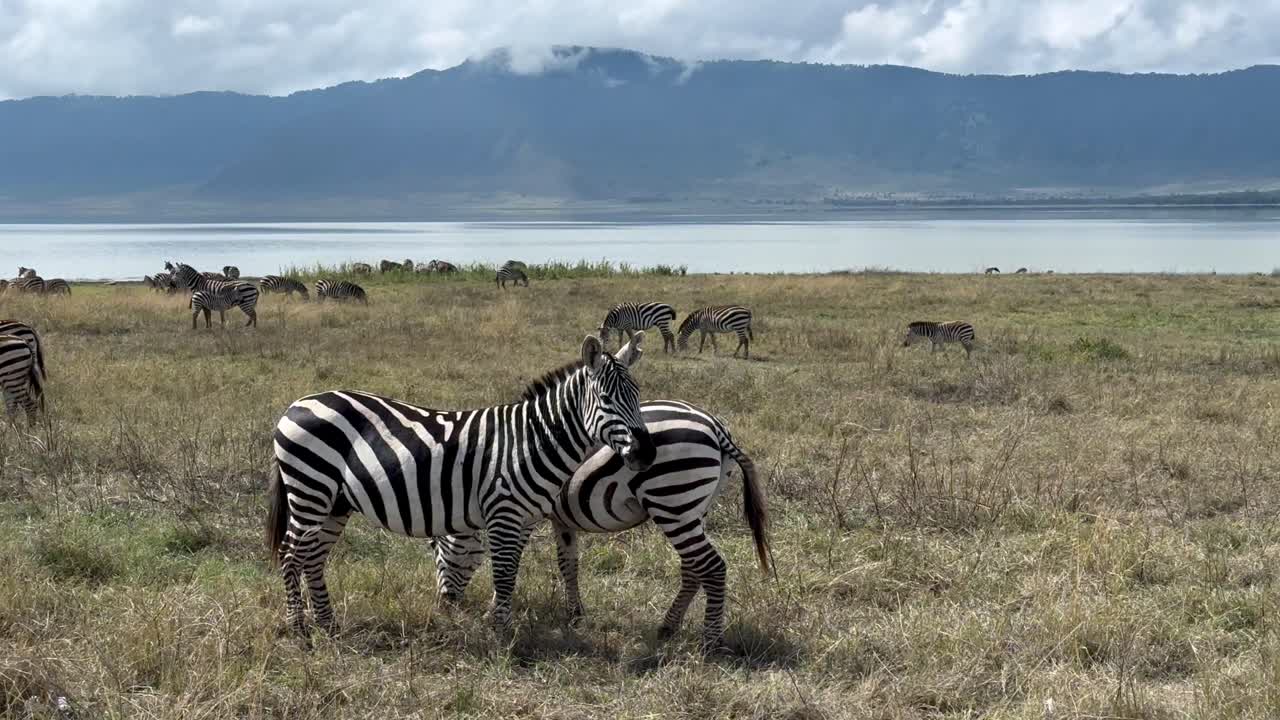 Zebre di Grant (Equus quagga boehmi) nel cratere di Ngorongoro. Tanzania