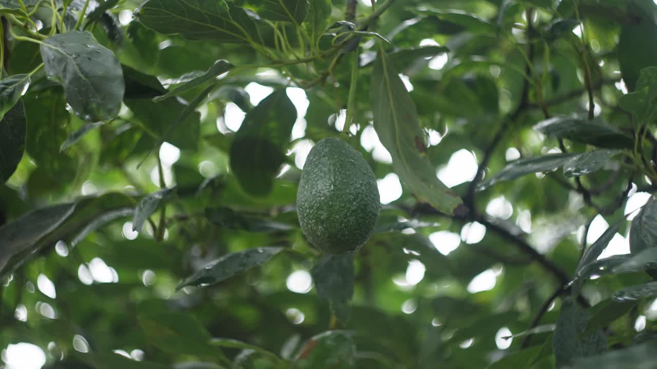 Avocado fruit hangs from a lush green tree, bathed in warm sunlight in Uruapan, Michoacán