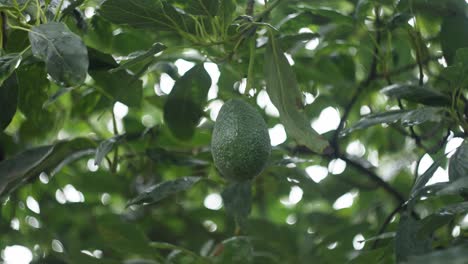 avocado fruit hangs from a lush green tree, bathed in warm sunlight in uruapan, michoacán