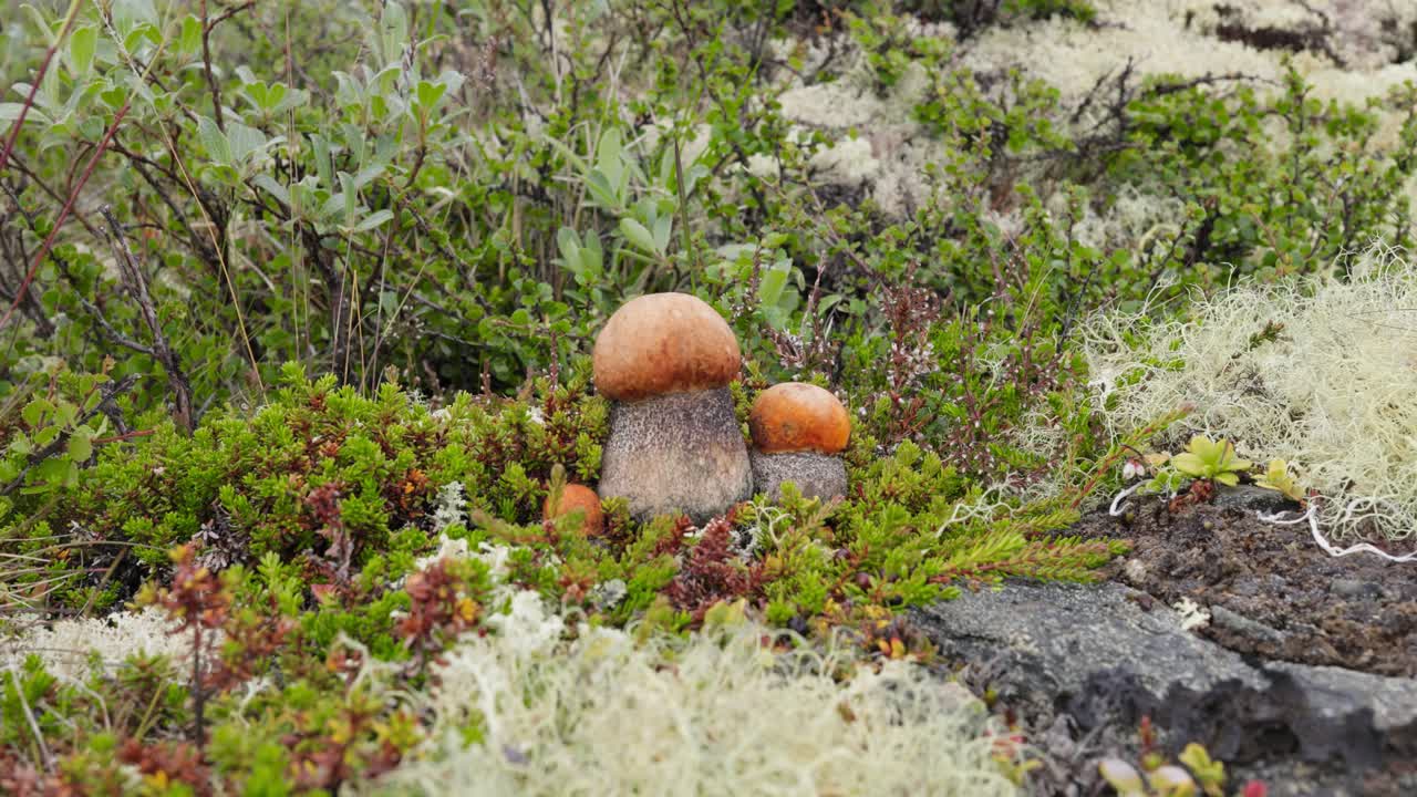 hermoso hongo boletus edulis en el musgo de la tundra ártica. hongo blanco en la hermosa naturaleza paisaje natural de noruega. temporada de hongos.