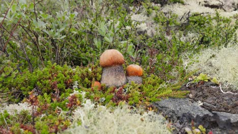 북극 드라 모스에서 아름다운 boletus edulis 버섯, 아름다운 자연에서  버섯, 노르웨이 자연 풍경, 버섯 계절.