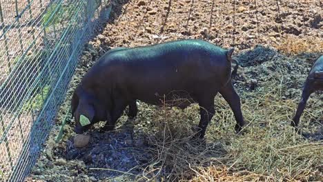 mallorcan black pigs on display