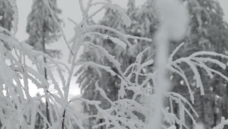ramas bajo la nieve en invierno