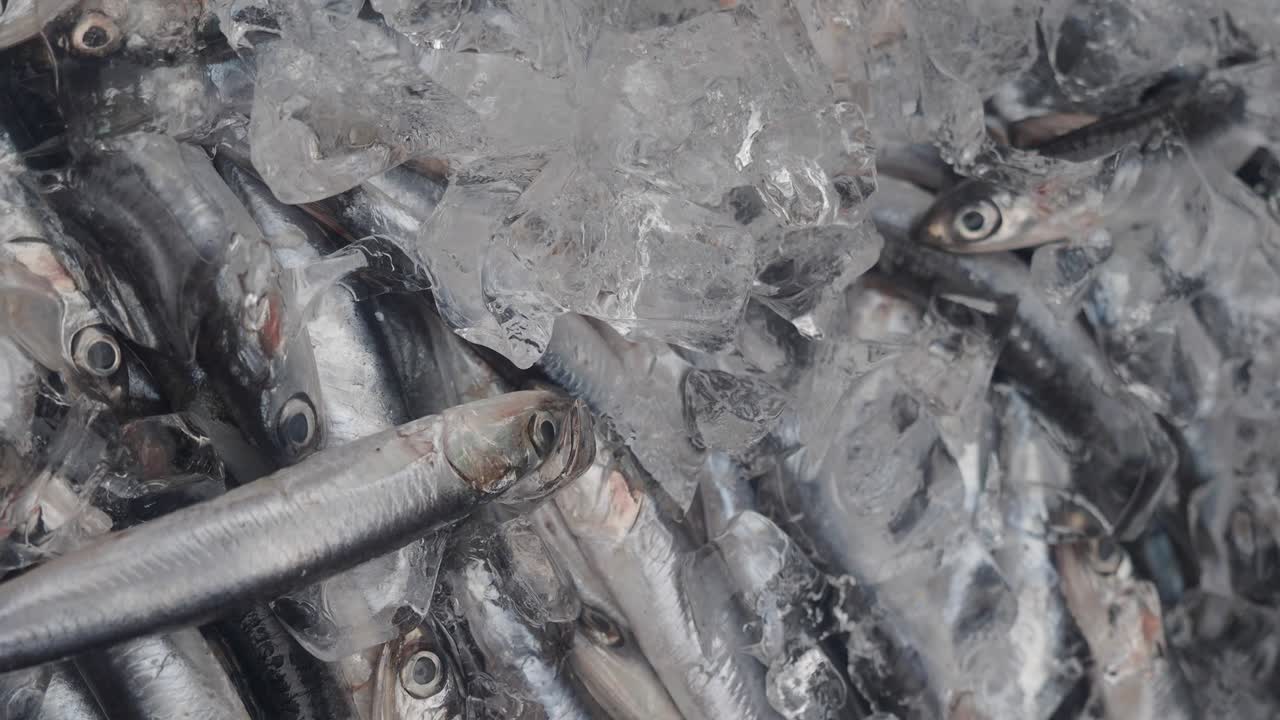 Close-up de Anchovas Frescas no Gelo em um Mercado