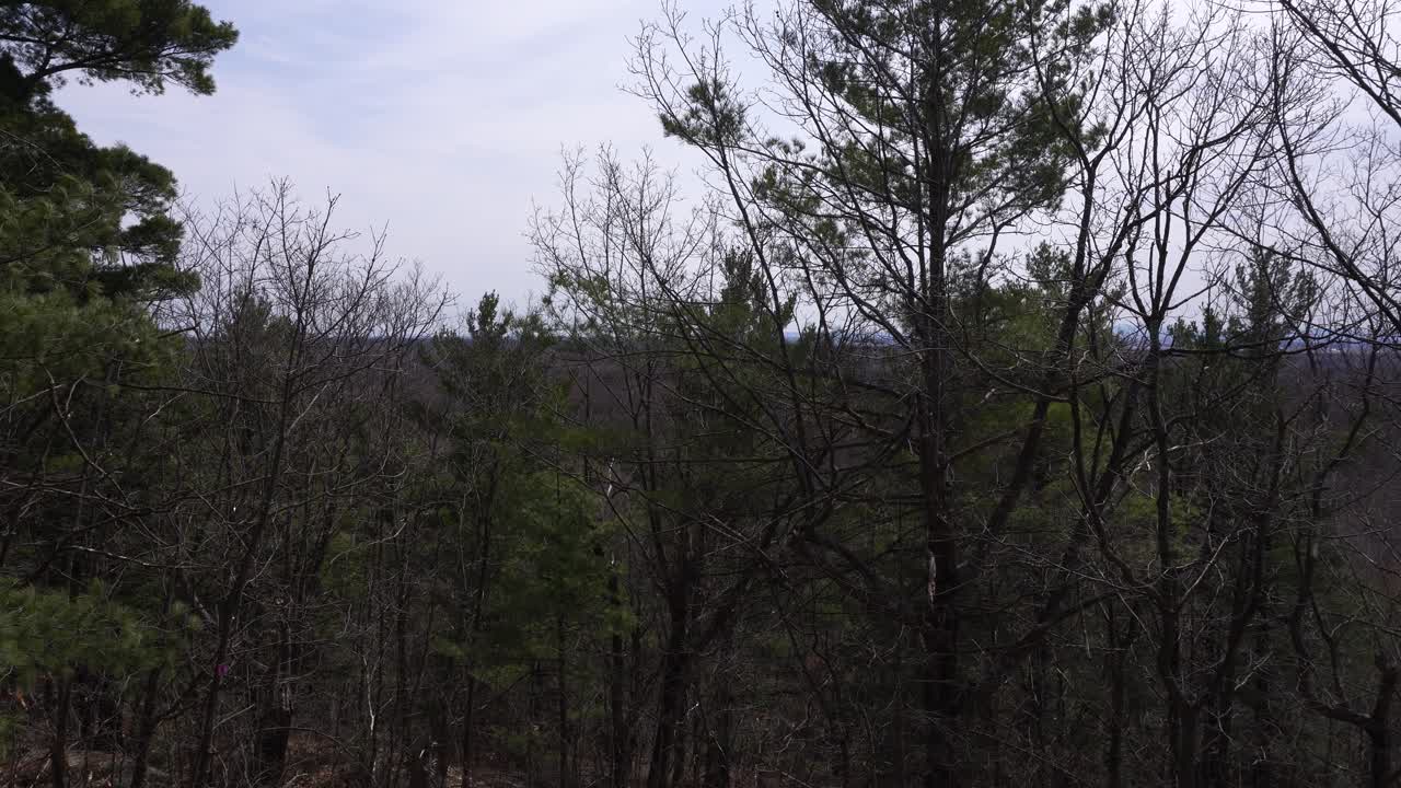 The beauty of the bluish, slightly cloudy sky at the beginning of spring with conifers and leafless trees. It truly gives a beautiful dimension.