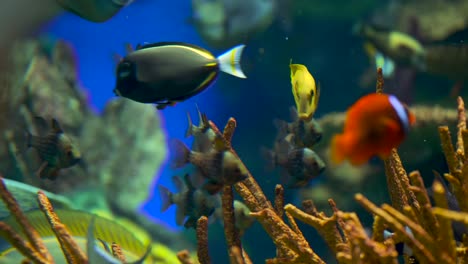 Large-aquarium-decorated-with-a-coral-reef-with-tropical-fish,-turtles-and-stingrays