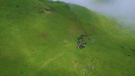 bird-eye-view downward hills of nepal, sheep graze on green lands on flocks