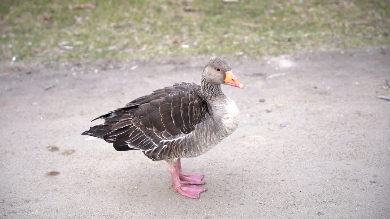 A Goose standing on the footpath of a park and cleaning itself.