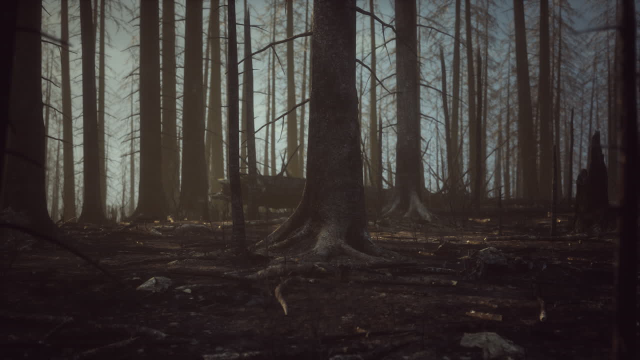 Burnt Forest Landscape