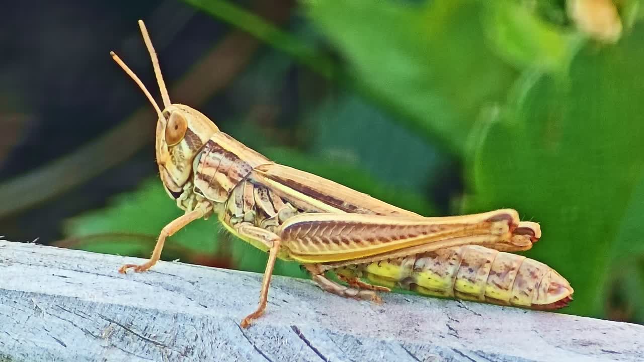 Dettagliato primo piano macro di una cavalletta appoggiata su legno alterato dagli agenti atmosferici, fogliame verde sullo sfondo sfocato
