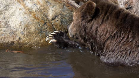 grizzly bear in lake grooming its claw. closeup