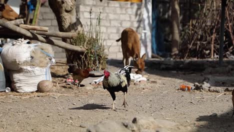 rooster and hens roaming in a rural village of indonesia - medium shot