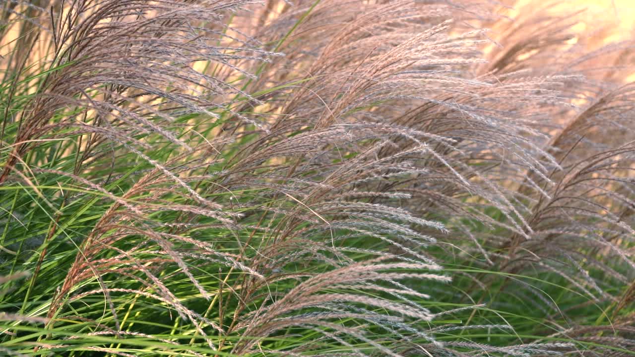 바람에 날리는 식물처럼 밀의 슬로우 모션