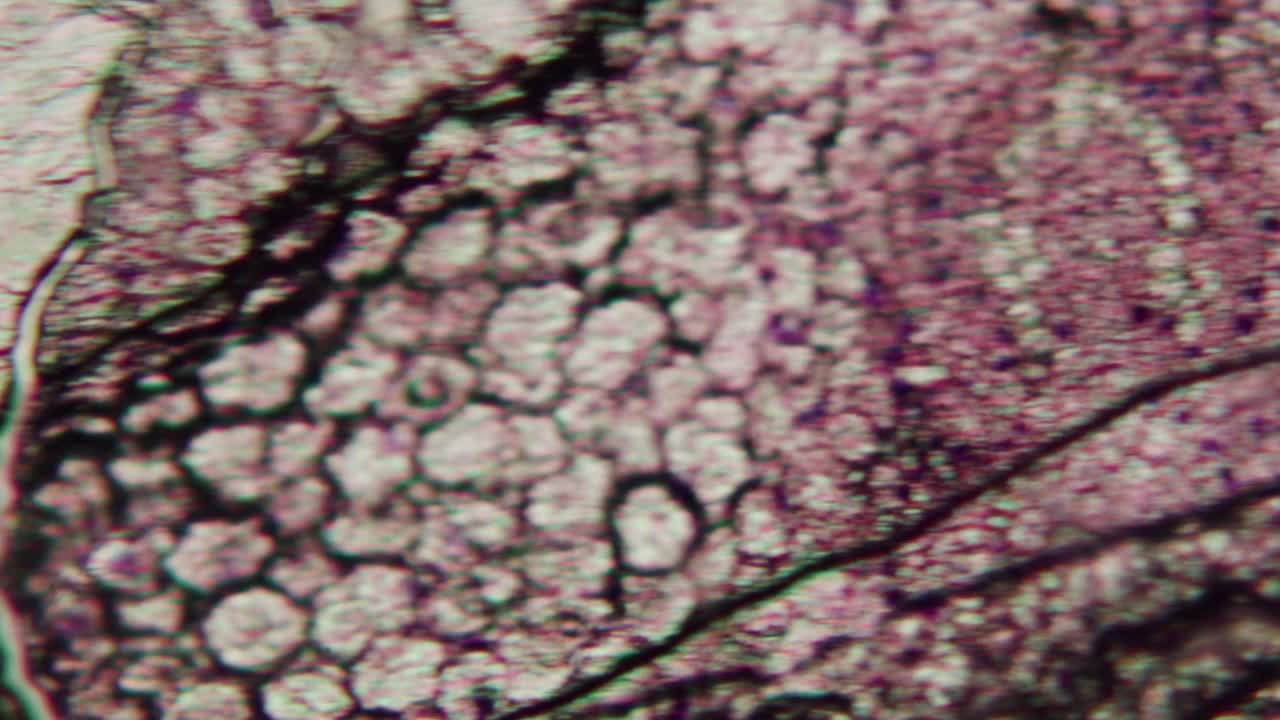Detailed Microscopic View of Organic Cellular Structure