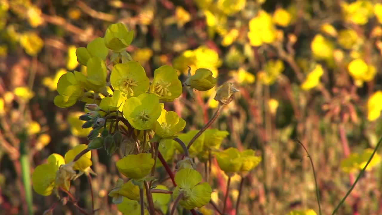 데스 밸리 국립 공원에 피는 노란 야생화의 근접 촬영