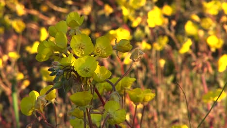 primer plano de flores silvestres amarillas que florecen en el parque nacional del valle de la muerte