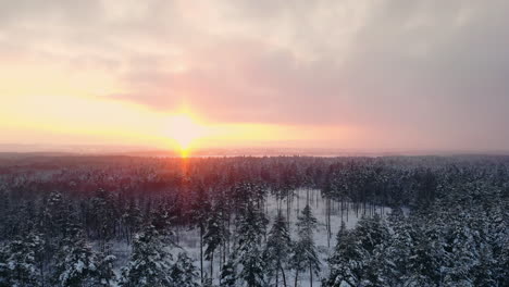 Vista-Superior-Del-Bosque-De-Invierno.-Estudio-Aéreo.