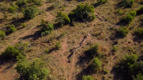 manada de cebras salvajes corriendo en un paisaje soleado de arbustos del parque nacional, antena