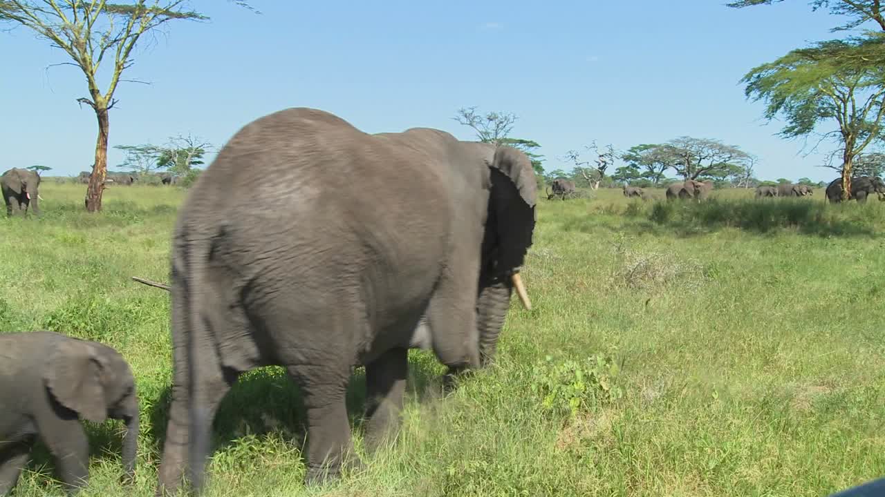 아프리카의 세렝게티 평원에서 어미 코끼리와 새끼가 풀 사이를 걷고 있다