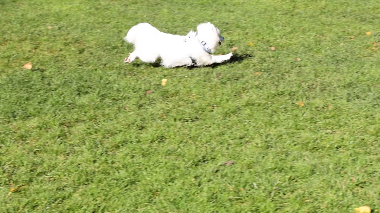 공원에서 즐겁게 달리는 개