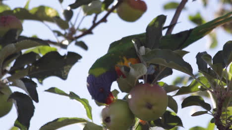 The-Rainbow-Lorikeet-is-unmistakable-with-its-bright-red-beak-and-colourful-plumage