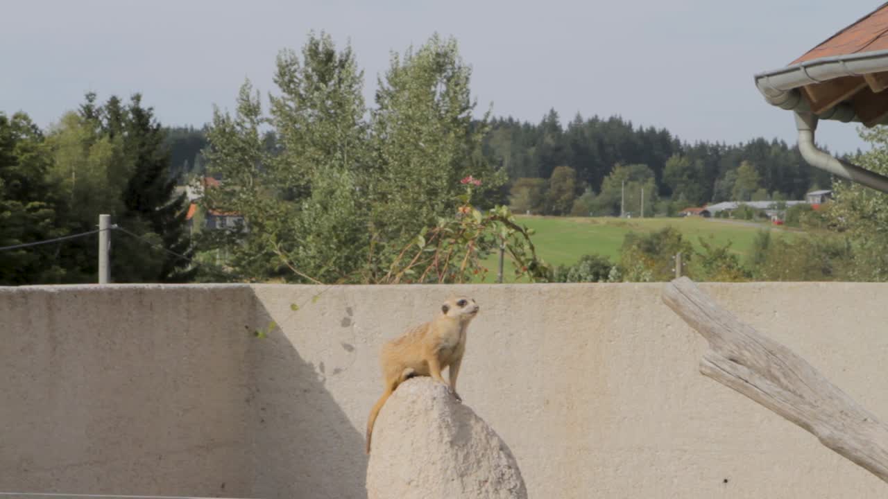 Meerkat Sitting on a Rock in a Zoo Enclosure