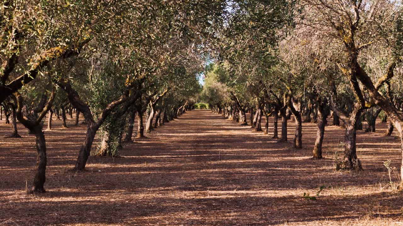 Perfect lines of olive tree plantation in Italy, extreme low flying view