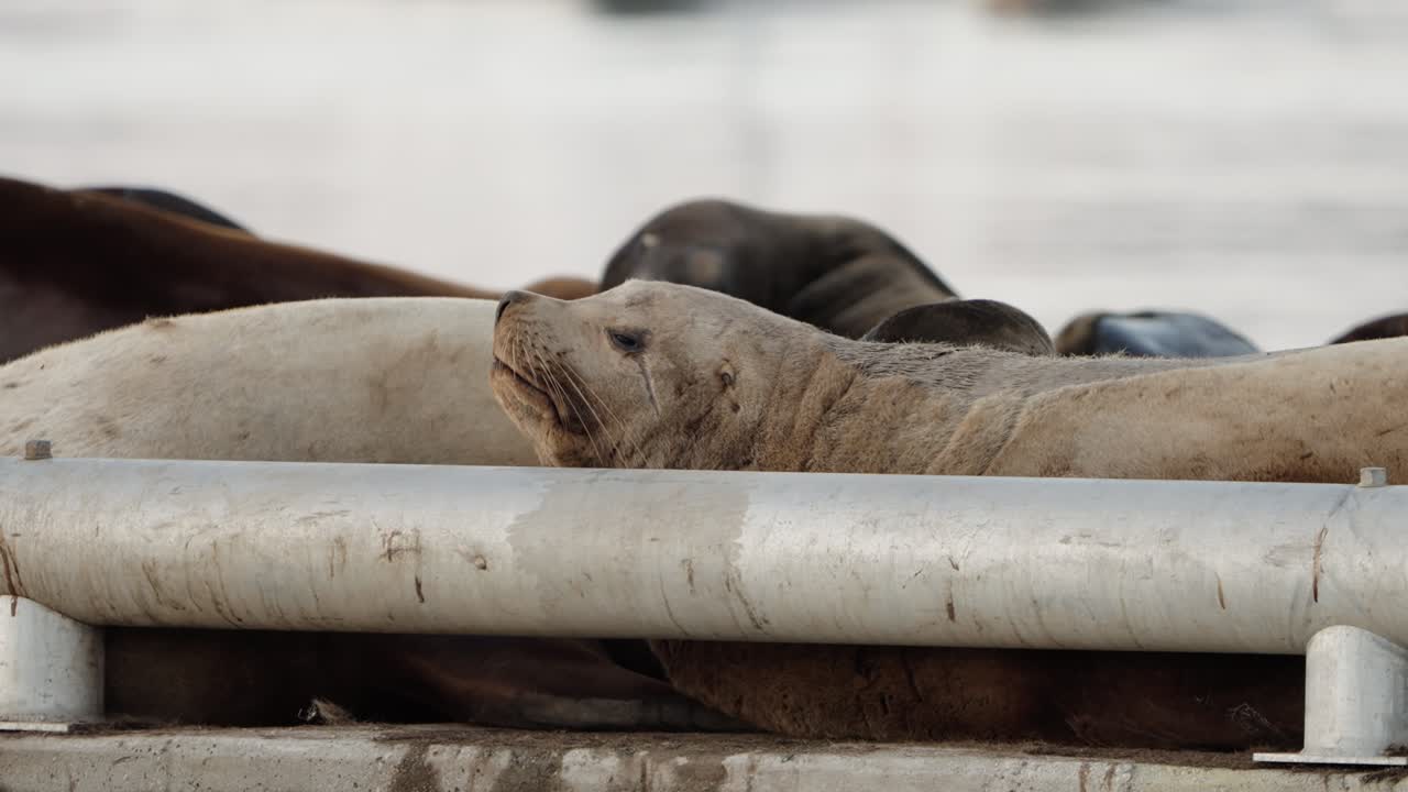 Sea lions relax on floating dock in autumn gathering