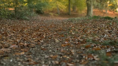 dog running in forest during autumn in 4k slowmotion