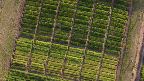 Disparo-De-Arriba-Hacia-Abajo-De-Un-Dron-Descendente-De-Una-Colorida-Parcela-De-Plantación-De-Vegetales-Al-Atardecer