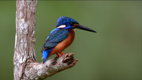 Der-Blauohrige-Eisvogel-Ist-Ein-Kleiner-Eisvogel,-Der-In-Thailand-Vorkommt-Und-Von-Vogelfotografen-Wegen-Seiner-Schönen-Blauen-Ohren-Gesucht-Wird,-Da-Er-Ein-Kleiner,-Niedlicher-Und-Flauschiger-Blaufederball-Eines-Vogels-Ist