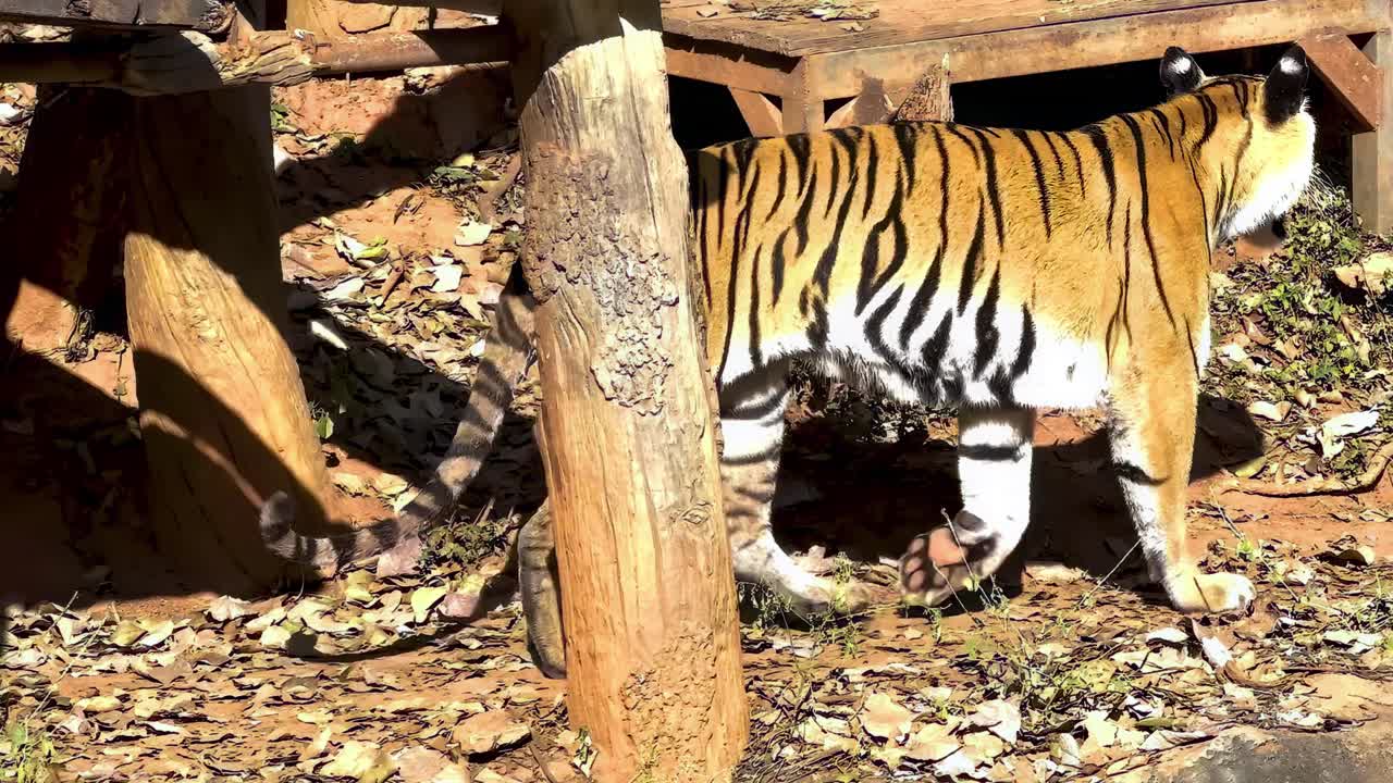 동물원 에서 자연 서식지 를 걸어다니는 호랑이