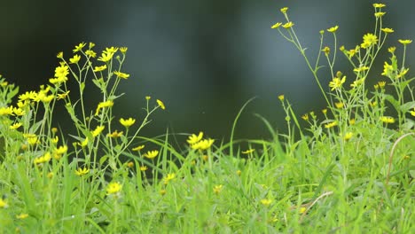 Flores-Amarillas-En-Flor-Con-Fondo-Oscuro-Por-La-Mañana-En-Una-Pradera-India