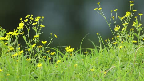 yellow flowers in bloom with dark background in the morning on a indian grassland