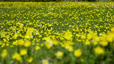 field full of bright colorful wild yellow flowers