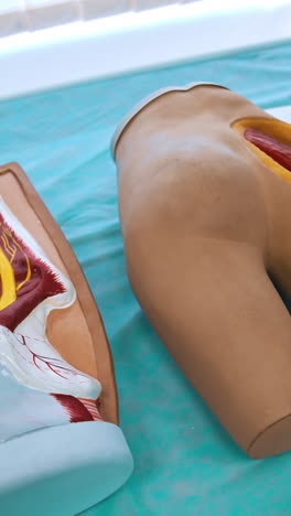plastic mannequin parts with internals for studying. medical dummies for students' practice in the university. model parts of human body on table. vertical video