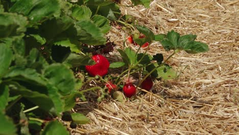 Estera-De-Paja-De-Campo-De-Fresas