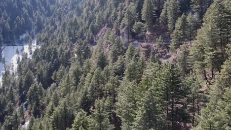 Vista-Aérea-De-Un-Denso-Bosque-De-Pinos-Con-Parches-De-Nieve.