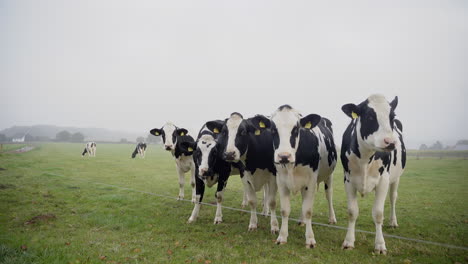 Viele-Kühe-Stehen-Nebeneinander-Auf-Einer-Wiese-Und-Fressen-Gras-In-Niedersachsen,-Deutschland