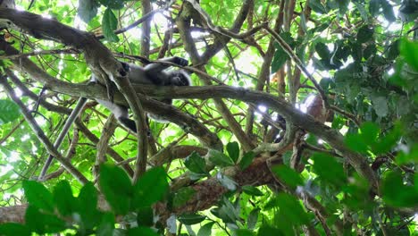 枝に座っているときに下から見ると 右に移動して 別の大きな枝に座る 眼鏡の葉猿 トラキピテクス・オブスクルス タイ