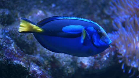 follow a blue tang surgeonfish swimming along coral reef in slow motion