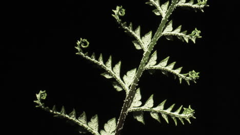 silver fern unfurling, close up watching the fonds unfurl, underside time lapse on black back ground