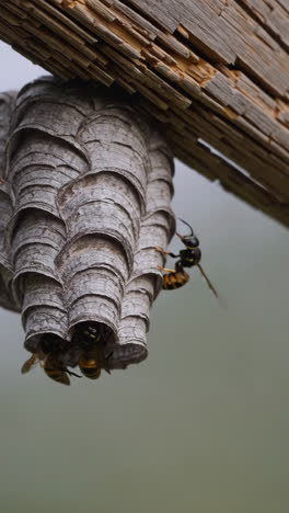 wasp nest hanging on wood