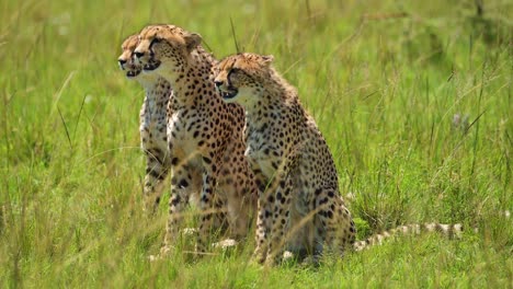 3 guepardos girando la cabeza y buscando presa, cazando en manada, trabajo en equipo, vida silvestre africana en la reserva nacional de maasai mara, kenia, animales de safari de áfrica
