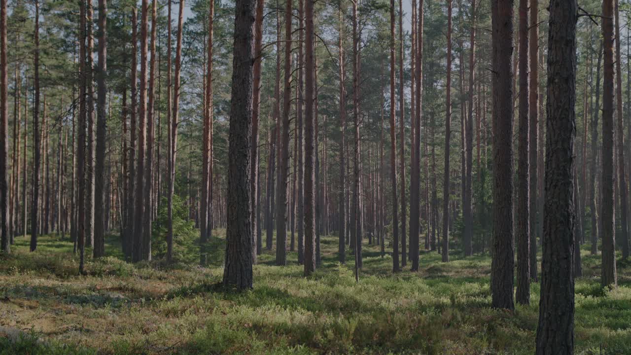 una hermosa vista de un sereno bosque de pinos nórdicos en un cálido y soleado día de verano