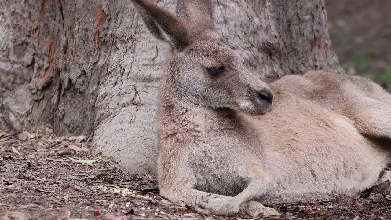 A kangaroo rests comfortably against a large tree, showcasing its serene demeanor.