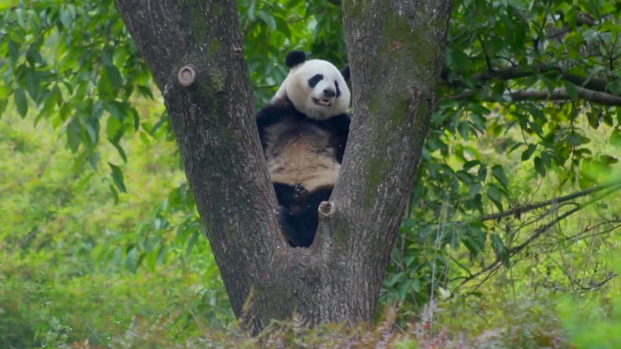 panda gigante en un árbol durmiendo, chengdu china