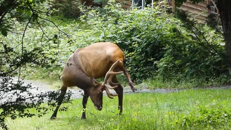 elk scratching belly with antlers on green meadows on vancouver island