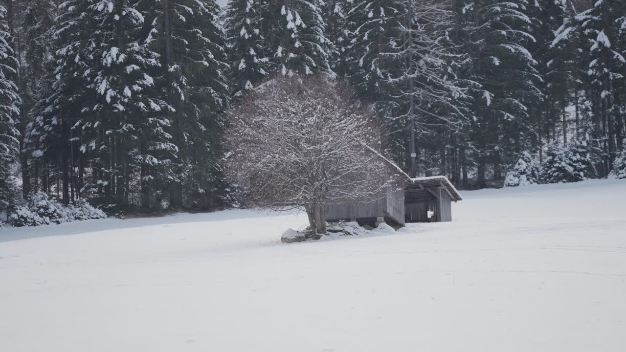 A small rustic hut in the snowy field near the solitary tree. Dense pine forest in the background. Parallax video.