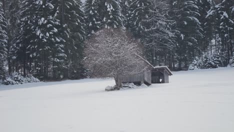 a small rustic hut in the snowy field near the solitary tree. dense pine forest in the background. parallax video.